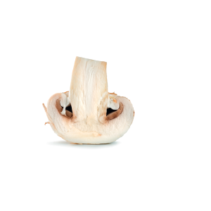 White Mushroom 30gm